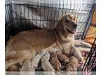 Golden Retriever PUPPY FOR SALE ADN-746698 - Biscuits 1st Nine by Gorgeous