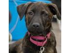 Adopt Olive a Mixed Breed