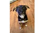 Adopt Duckie a Australian Cattle Dog / Blue Heeler