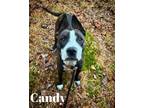 Adopt Candy a American Staffordshire Terrier