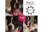 Adopt Tyto a Pit Bull Terrier