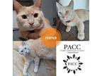 Adopt Pumpkin a Domestic Short Hair