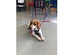 Adopt Maple a Beagle