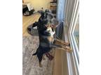 Adopt Perdita a Rottweiler