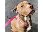 Adopt Trinity a Labrador Retriever, Bull Terrier