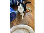 Adopt Blossom a Domestic Short Hair