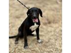 Adopt Blaire a Plott Hound, Black Labrador Retriever