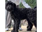 Schnauzer (Giant) Puppy for sale in Bear, DE, USA