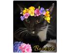 Adopt Bootsie a Domestic Short Hair