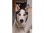 Adopt Denali a Husky