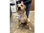 Adopt Kannon a Mixed Breed
