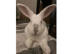 Adopt Benson a Bunny Rabbit