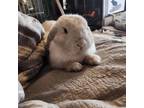 Adopt Owsley a Mini Lop
