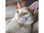 Adopt *** Pumpkin a Turkish Van