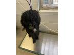 Adopt BAILEY a Poodle
