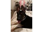 Adopt Chop a Doberman Pinscher, Rottweiler