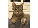 Adopt Willie a Domestic Short Hair, Abyssinian