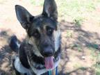 Adopt SHERLOCK a German Shepherd Dog