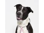 Adopt TOBIAS a Border Collie, Mixed Breed