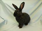 Adopt MAJOR a Bunny Rabbit