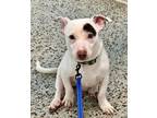 Adopt Jupiter a Jack Russell Terrier, Bull Terrier