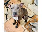 Adopt DONNIE a American Staffordshire Terrier