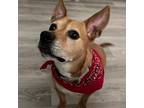 Adopt Roo 20289 a Corgi, Mixed Breed