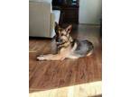 Adopt Zion a German Shepherd Dog