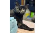 Adopt Boo Boo a Domestic Long Hair, Domestic Short Hair