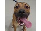 Adopt ROCKY a Pit Bull Terrier, Mixed Breed