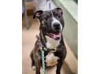 Adopt DUSTY a Pit Bull Terrier
