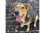 Adopt Clyde a Mixed Breed