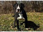 Adopt diesel a Plott Hound, Pit Bull Terrier