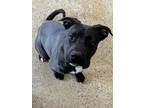 Adopt garlic a Staffordshire Bull Terrier, Black Labrador Retriever