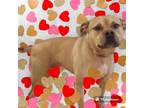 Adopt funko a Boxer, American Staffordshire Terrier