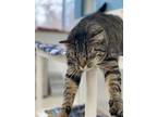 Adopt Pickles a Domestic Short Hair