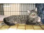 Adopt Xenomorph a Domestic Short Hair