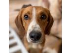 Adopt Manny a Treeing Walker Coonhound