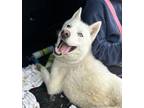 Adopt Ice a Siberian Husky