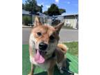 Adopt Ari a Shiba Inu, Mixed Breed