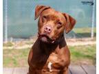 Adopt Red a Pit Bull Terrier
