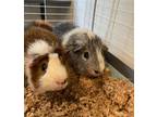 Adopt Spikey a Guinea Pig