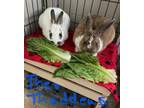 Adopt Thaddeus - Bonded to Theodore a Hotot