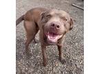 Adopt Champ #47 a Pit Bull Terrier