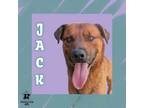 Adopt Jack a Mixed Breed