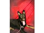 Adopt RAGNAR a German Shepherd Dog