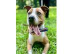 Adopt Joey a Pit Bull Terrier, Mixed Breed