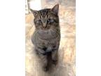 Adopt Walter a Tabby, Domestic Short Hair