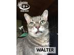 Adopt Walter a Domestic Short Hair