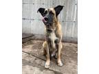 Adopt Bear a Mixed Breed